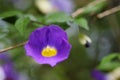 Thunbergia erecta (Benth.) T. Anders. flowers