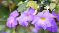 Thunbergia erecta (Benth.) T. Anders. flowers Royalty Free Stock Photo