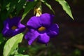 Thunbergia erecta flowers are blooming