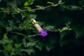 Thunbergia erecta is a herbaceous perennial climbing plant species in the genus Thunbergia native to western Africa Royalty Free Stock Photo