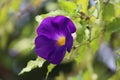 Cambodia. Thunbergia erecta. Siem Reap province