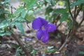 Thunbergia erecta is a herbaceous perennial climbing plant species in the genus Thunbergia. Royalty Free Stock Photo