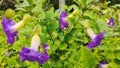 Thunbergia erecta Royalty Free Stock Photo