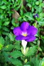 Thunbergia Flower