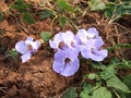 Thunbergia flower in garden