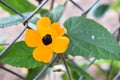 The thunbergia flower in my garden.