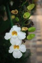 Thunbergia flower