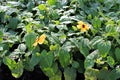 Thunbergia flower vines growing in the garden