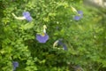 Thunbergia flowers in bloom in a garden Royalty Free Stock Photo