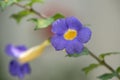 Thunbergia flowers in bloom