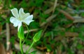 Thunbergia flowers. Flowering vines. creeping weeds.