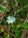 Thunbergia flowers. Flowering vines. creeping weeds.