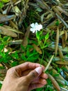 Thunbergia flowers. Hand holding flower. Flowering vines. creeping weeds.