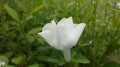 THUNBERGIA FRAGRANS - THUNBERGIA (Famili: Acanthaceae)