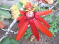 Red thunbergia flower