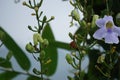 Thunbergia grandiflora (Bengal clockvine, Bengal trumpet, blue skyflower) flower Royalty Free Stock Photo