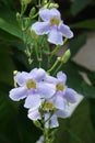 Thunbergia grandiflora (Bengal clockvine, Bengal trumpet, blue skyflower) flower Royalty Free Stock Photo