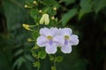 Thunbergia grandiflora (Bengal clockvine, Bengal trumpet, blue skyflower) flower Royalty Free Stock Photo