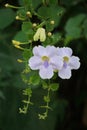 Thunbergia grandiflora (Bengal clockvine, Bengal trumpet, blue skyflower) flower Royalty Free Stock Photo