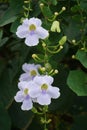 Thunbergia grandiflora (Bengal clockvine, Bengal trumpet, blue skyflower) flower Royalty Free Stock Photo