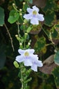 Thunbergia grandiflora (Bengal clockvine, Bengal trumpet, blue skyflower) flower Royalty Free Stock Photo