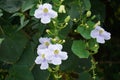 Thunbergia grandiflora (Bengal clockvine, Bengal trumpet, blue skyflower) flower Royalty Free Stock Photo