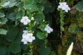 Thunbergia grandiflora (Bengal clockvine, Bengal trumpet, blue skyflower) flower Royalty Free Stock Photo