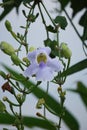 Thunbergia grandiflora (Bengal clockvine, Bengal trumpet, blue skyflower) flower Royalty Free Stock Photo