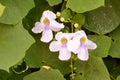 Thunbergia grandiflora