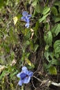 Thunbergia grandiflora creeper vine with purple flower