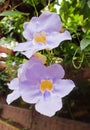 Thunbergia grandiflora