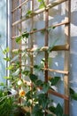 Thunbergia - green leaves and orange flowers on wooden trellis for climbing plants.