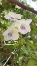 Best Image of thunbergia clockvine Flower Royalty Free Stock Photo