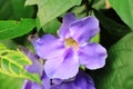 Thunbergia laurifolia with dew