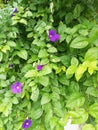 Thunbergia laurifolia plant erecta herbaceous Royalty Free Stock Photo