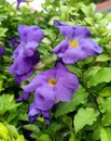 Thunbergia Laurifolia - Plant with Flower