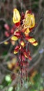 Thunbergia Mysorensis Acanthaceae