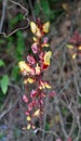 Thunbergia Mysorensis Acanthaceae Royalty Free Stock Photo