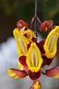 Thunbergia mysorensis, also called Mysore trumpetvine Royalty Free Stock Photo