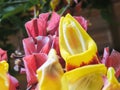 Thunbergia mysorensis. Close-up of yellow flower hanging with many buds. Royalty Free Stock Photo