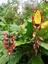 Thunbergia mysorensis, the Indian clock vine. Royalty Free Stock Photo