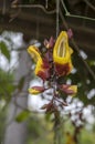 Thunbergia mysorensis interesting flower in bloom, white and dark red hanging flowers Royalty Free Stock Photo