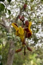 Thunbergia mysorensis interesting flower in bloom, white and dark red hanging flowers Royalty Free Stock Photo