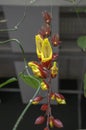 Thunbergia mysorensis interesting flower in bloom, yellow and dark red hanging flowers