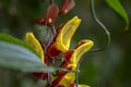 Thunbergia mysorensis interesting flower in bloom, yellow and dark red hanging flowers Royalty Free Stock Photo