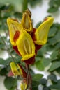 Thunbergia mysorensis interesting flower in bloom, yellow and dark red hanging flowers