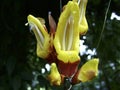 Thunbergia mysorensis vine in Detail Royalty Free Stock Photo