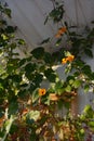 Thunbergia with orange flowers grows near the wall on the balcony. Flowering garden with climbing plants