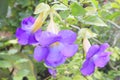 Thunbergia/thunbergia battiscombei