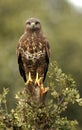 A thunder eagle Royalty Free Stock Photo